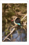 Brown-hooded Kingfisher by Anonymous