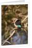 Brown-hooded Kingfisher by Anonymous