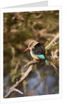 Brown-hooded Kingfisher by Anonymous