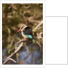 Brown-hooded Kingfisher by Anonymous
