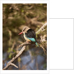Brown-hooded Kingfisher by Anonymous