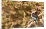 Brown-hooded Kingfisher by Anonymous