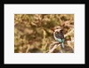 Brown-hooded Kingfisher by Anonymous