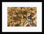 Brown-hooded Kingfisher by Anonymous
