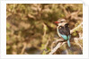 Brown-hooded Kingfisher by Anonymous