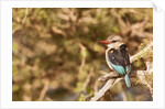 Brown-hooded Kingfisher by Anonymous