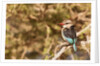 Brown-hooded Kingfisher by Anonymous