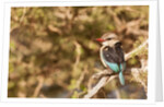 Brown-hooded Kingfisher by Anonymous