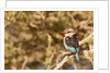 Brown-hooded Kingfisher by Anonymous