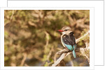 Brown-hooded Kingfisher by Anonymous