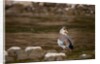 Egyptian Goose by Anonymous