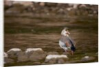 Egyptian Goose by Anonymous