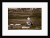 Egyptian Goose by Anonymous