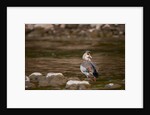 Egyptian Goose by Anonymous