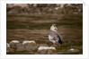 Egyptian Goose by Anonymous