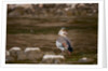 Egyptian Goose by Anonymous