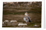 Egyptian Goose by Anonymous