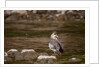 Egyptian Goose by Anonymous