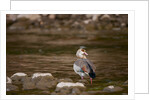 Egyptian Goose by Anonymous