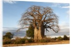 Baobab Tree by Corbis