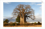 Baobab Tree by Corbis