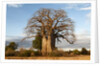 Baobab Tree by Corbis