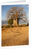 Baobab Tree by Anonymous
