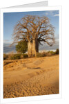 Baobab Tree by Anonymous