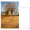 Baobab Tree by Anonymous