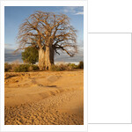 Baobab Tree by Anonymous