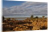 Banks Along Zambezi River by Anonymous