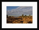 Banks Along Zambezi River by Anonymous