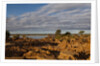Banks Along Zambezi River by Anonymous