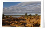Banks Along Zambezi River by Anonymous