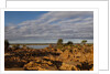 Banks Along Zambezi River by Anonymous