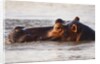 Hippopotamus by Anonymous