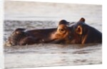 Hippopotamus by Anonymous