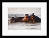 Hippopotamus by Anonymous