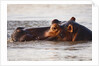Hippopotamus by Anonymous