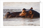 Hippopotamus by Anonymous