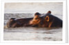 Hippopotamus by Anonymous