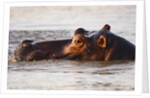 Hippopotamus by Anonymous