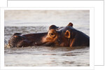 Hippopotamus by Anonymous