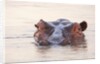 Hippopotamus by Anonymous