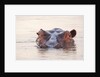 Hippopotamus by Anonymous