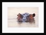 Hippopotamus by Anonymous