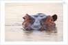 Hippopotamus by Anonymous