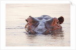 Hippopotamus by Anonymous