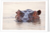 Hippopotamus by Anonymous