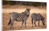 Crawshay's zebras by Anonymous